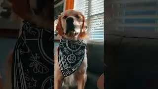 OCTOBER 2022 Barkbox Subscription UNBOXING #shorts #goldenretriever  #puppies #barkbox