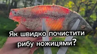 How to quickly clean fish with scissors?
