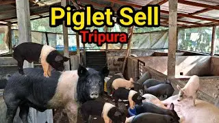 Piglet selling Good Quality || pig feed || pig farm in northeast india (Ep-62)#pig #piglet #pigfeed 