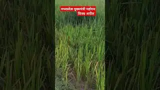 #farming #mpgovt #shivrajsinghchouhan #cmmadhyapradesh
