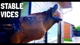 Horse Stable Vices