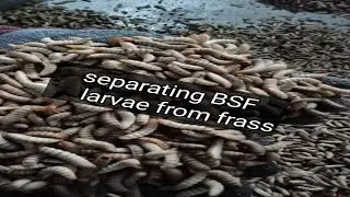 How to separate BSF larvae from frass. easy medium scale way