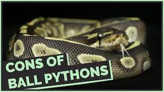 Everything that Sucks about Ball Pythons