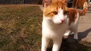 Cat reaction to the outdoors