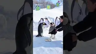 Почему ни в коем случае нельзя прикасаться к пингвинам в Антарктиде