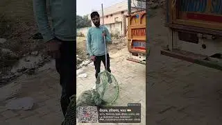#funny #dheerajmittal #comedy #monumanesar #animals
