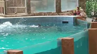 Ameera nonton pertunjukan lumba lumba pintar di Taman Safari Prigen 