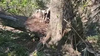 4 hour adventure hike deep into the FL swamp!! Bears, Gators, Squirrels, Hogs and much more!! 