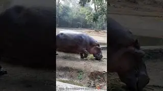 The&nbsp;hippopotamus&nbsp;(Hippopotamus amphibius 🦛🦛🦛#animallovers #wildanimals #wildlife#hippo#hippopotamus