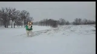 Winter Scenes In Wheaton Illinois - 1/5/2022