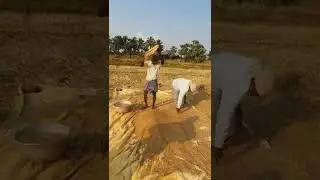 Removing dust from Rice  #Traditional Method #farmers #harvesting #tamil
