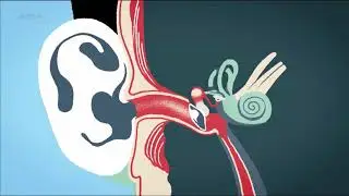 Le fonctionnement de l'ouïe   FUTUREMAG   ARTE
