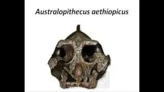 Australopithecus boisei, robustus, aethiopicus