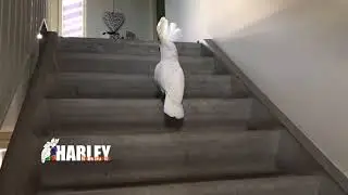 Harley, jump jump up the stairs