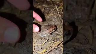 #frog #frogling #wildlife #frogging