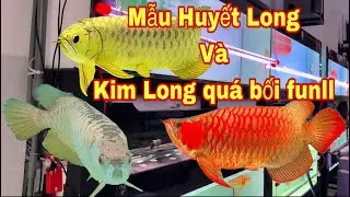 Kim Long Quá Bối Funll Và Một Số Cá Rồng Huyết Long Xịn Đẹp 😍 
