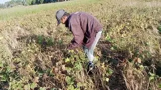 PART3 HARVESTING AGAIN |MUNGBEANS|HARVESTING