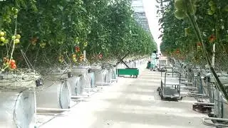 Seo01 3000  Pipe Rail Trolley for Greenhouse