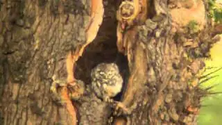 LITTLE OWL 20-8-2010 Holmethorpe SPs, Surrey