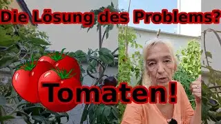 Tipps f&uuml;r Tomaten | Tomaten fallen um | Tomaten die L&ouml;sung | Tomaten befestigen