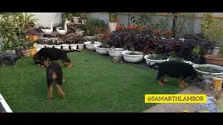 German shepherd import bloodline puppies playing 😍😍 #whelpimport #germany #india #germanshepherd