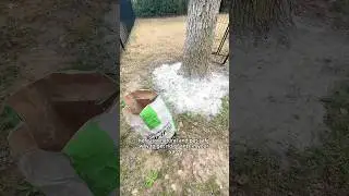 Натуральный и безопасный для домашних животных способ избавиться от муравьев во дворе 🐜🙅🏼&zwj;♀️🐶 Пищ...
