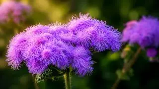 Beautiful natural garden flowers video #flowers #nature #gardening