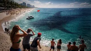 Something Gigantic Emerged off the Florida Coast — And the Silence Was Worse Than the Attack