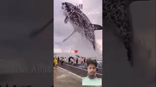 Masha Allah World Biggest Fish #fish #Machil #islamic #viralvideo #shorts