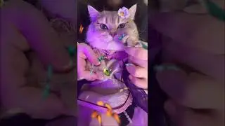 Miaww #shorts #cat #youtube #cats #fyp #kucing #pet  #youtubeshorts #viral #trending