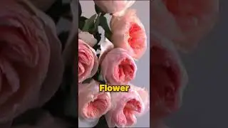 Top 3 Most Expensive Flowers In The World #shorts