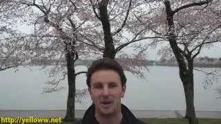 Washington DC Cherry Blossoms - Video Travel Guide