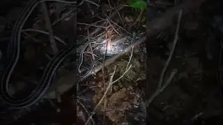 A very poisonous red head snake #2 more info..👇 #dangeroussnakes #shorts #wildlife #wikipedia