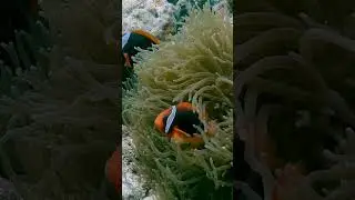 Tomato Clownfish | Anemone Fish | Minilog Anilao Batangas | 50 Dives Scuba Weekend Special