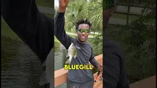 How To Catch A Bluegill (in under 30 seconds)