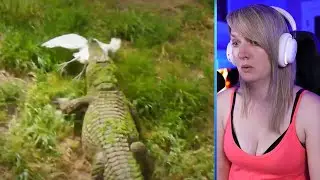 15 Epic Hunting Moments of Huge And Merciless Crocodiles Part 2 | Luong Vlog