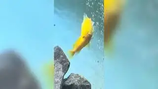 Mbuna cichlids fighting aggression