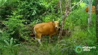 Endangered Bantengs Graze in Cambodia's Phnom Samkos Wildlife Sanctuary