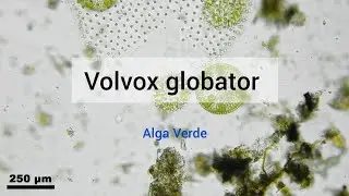 Volvox globator (Alga Verde colonial)