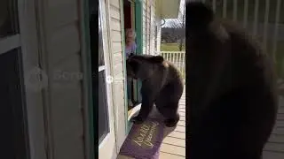 Don&rsquo;t make me use this spoon #animals #bear #funny #comedy #ai #funnyanimals