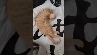 Snoozing ginger tabby - How can this be comfy?
