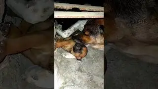 So adorable 🥰#dog #short #tinyfarm #subscribe #animals