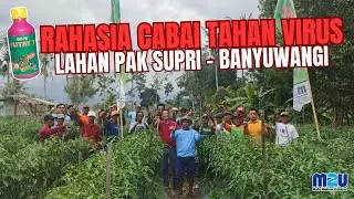 ANTI KERITING & BUAH LEBAT! Rahasia Sukses Petani Cabai Banyuwangi Pak Supri Bongkar Manfaat Futay