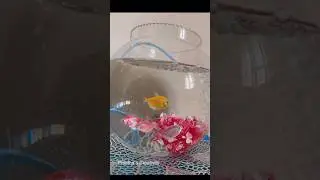 😆 #fishpet #fishaquarium #aquarium #aquariumfish #fishtank #comedy #funnyshorts #shortsfeed #shorts