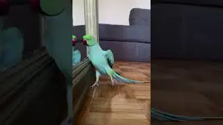 A parrot admiring their reflection in a mirror. #funny #birds #parrot #bird #pets #justforfun