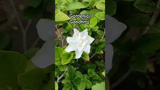 Gardenia flower plant/ Gandhraj Scented flower #gardening