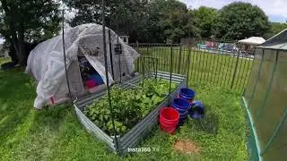 Dragon fruit worm bin and garden Update