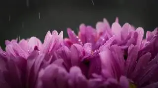 3 HOURS Relaxing Music with Rain _ Sad Clarinet _ Background for Relax, Sleep,  Study, Concentrate