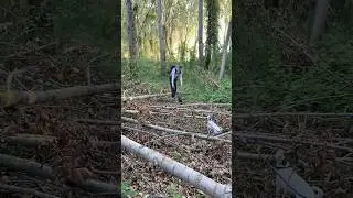 Exploring Wild Trails with My Dogs