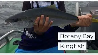 Botany Bay Kingfish